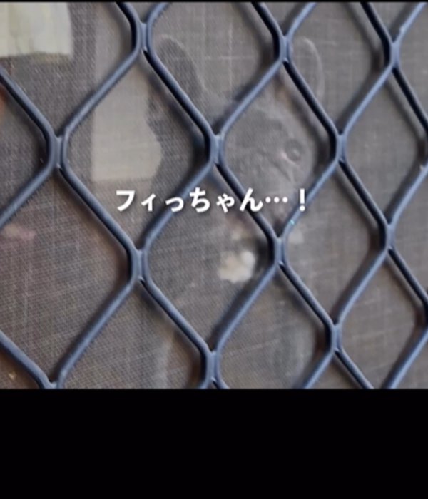 ドア越しの犬