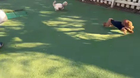 茶々丸くんのハプニング