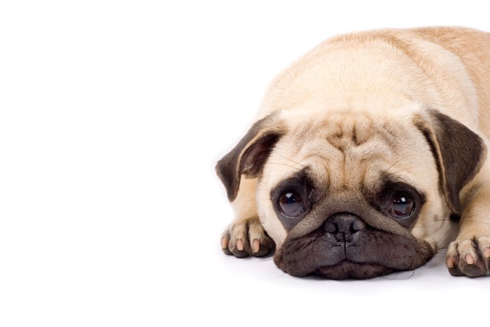 悲しげな表情で伏せている犬