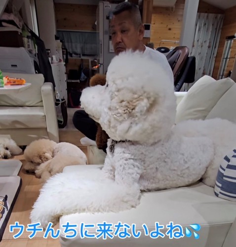 ソファの上で伏せをして横を向く犬