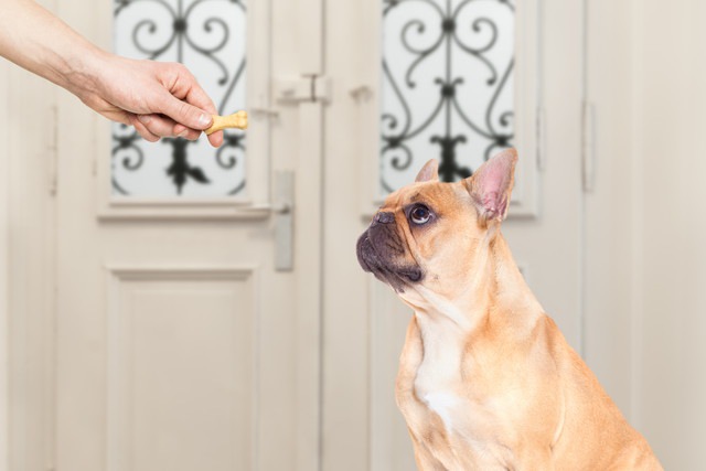 動物病院でおやつを犬に与える