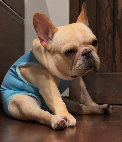 床に座ってぼんやりする犬