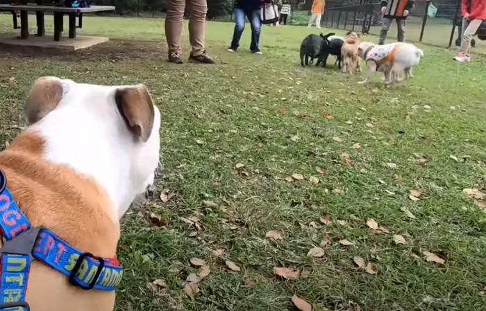 犬達を見つめるブルドッグ