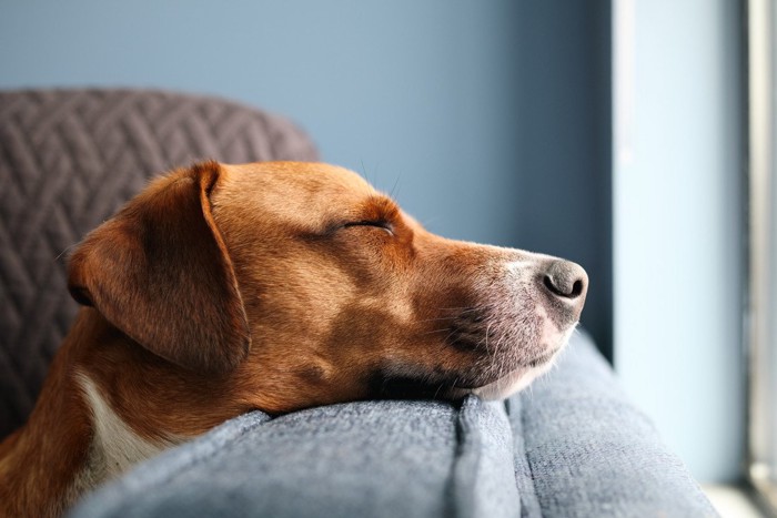 目を閉じる犬の横顔のアップ