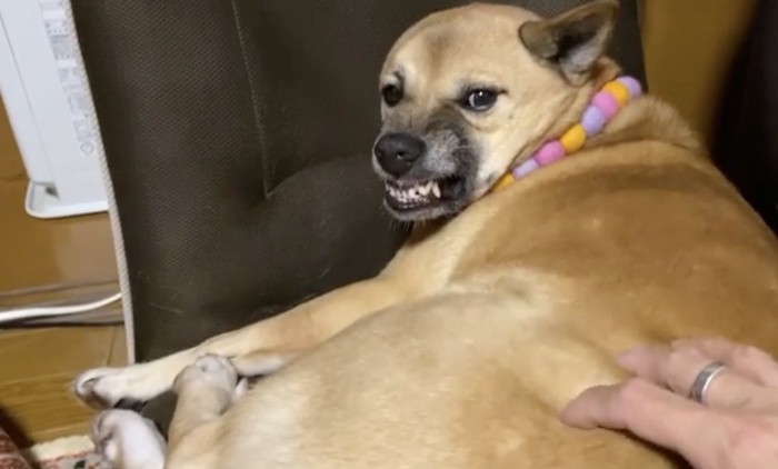 「ムキー！！」