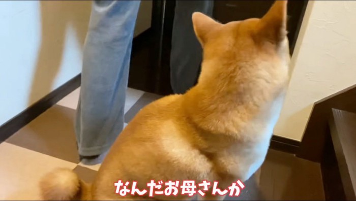 お母さんを目で追う犬