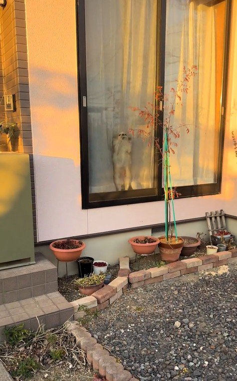 ひめちゃんのお出迎え2