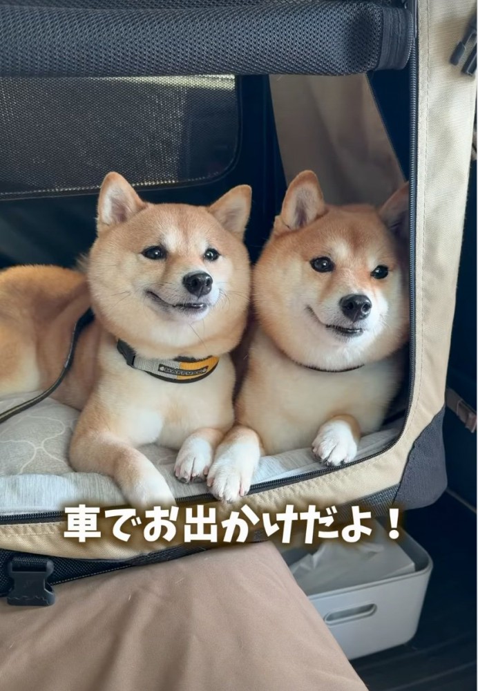 反応する柴犬