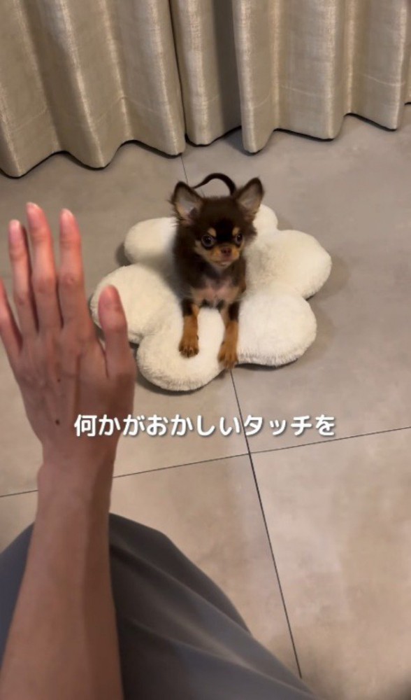 子犬の前で手を上げる飼い主