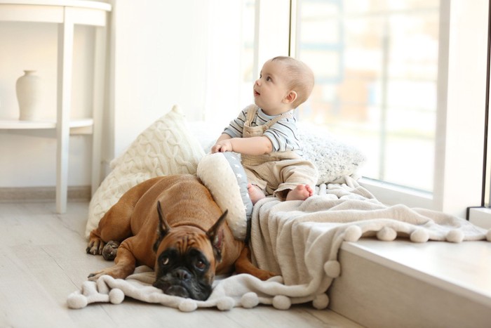 床に伏せる犬と赤ちゃん