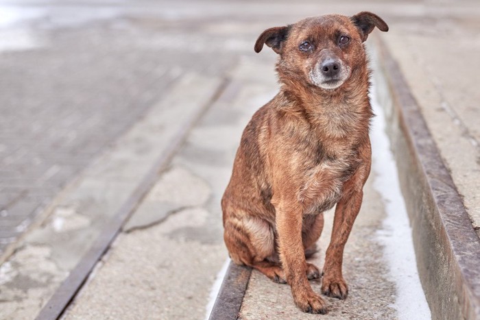 不安そうな様子の野良犬