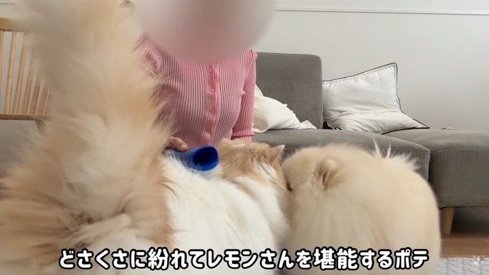 ポテチくんがお顔をスリスリ♪