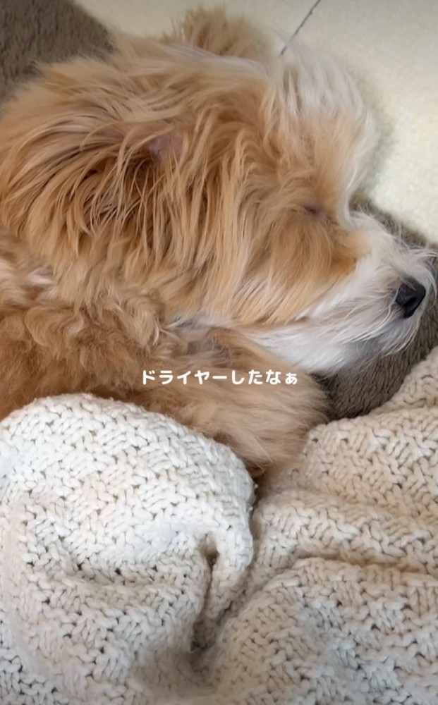 ぐっすり眠る子犬