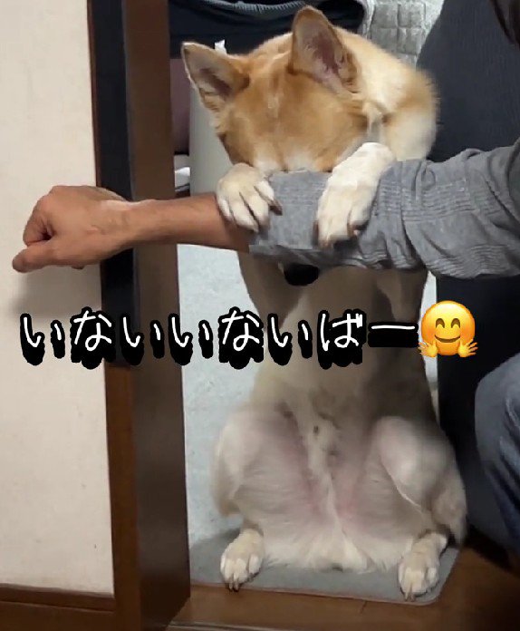 いないいないばあ