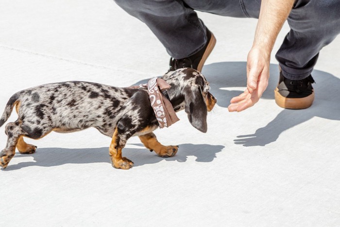 手を差し出す人と近づく犬