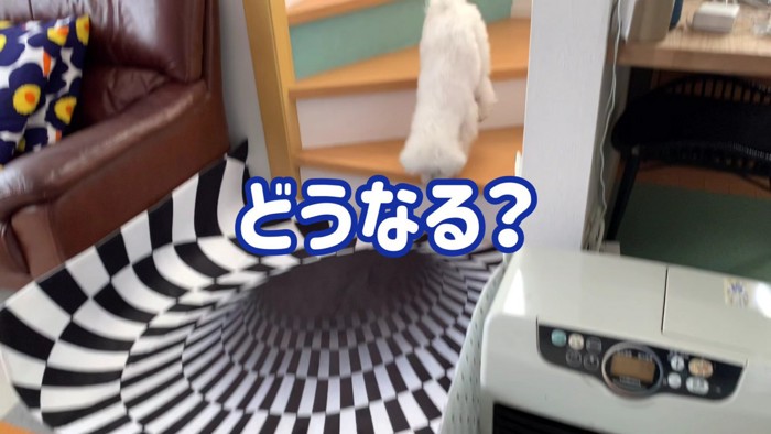 マルプーのミルクちゃんは…