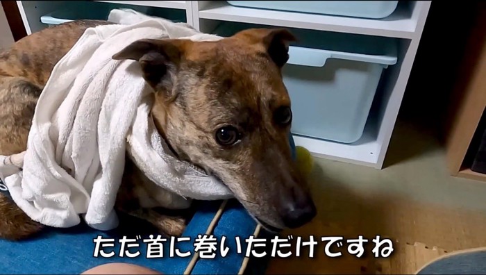 首にタオルを巻かれ、上目使いで男性を見る犬