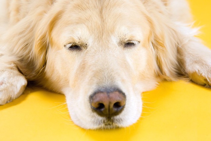 気持ちよさそうに眠る犬の顔アップ