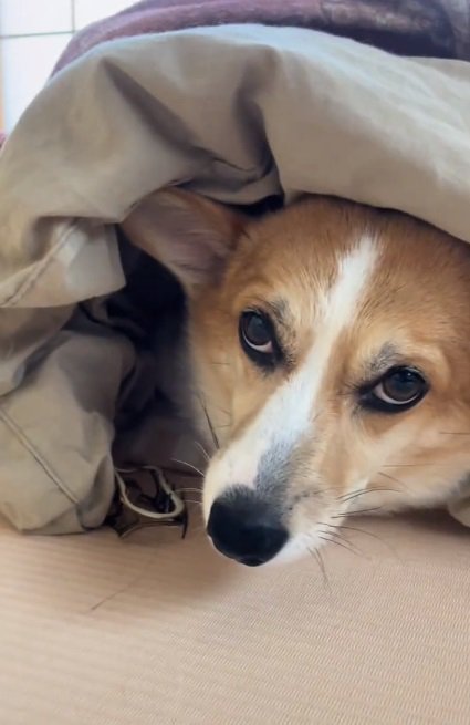 上目遣いでにらむラムちゃん