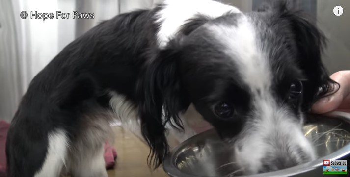 食べる犬