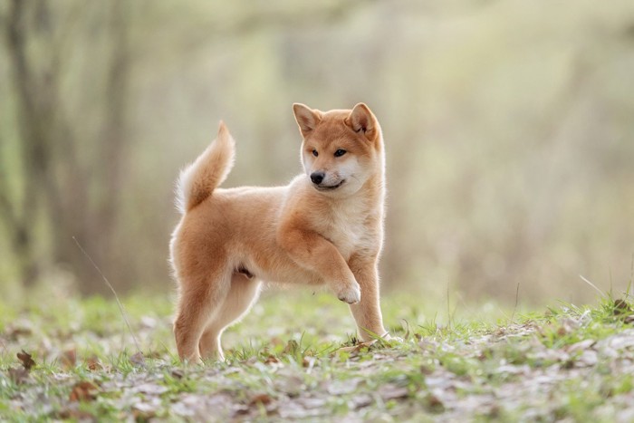 草の上に立つ柴犬の子犬