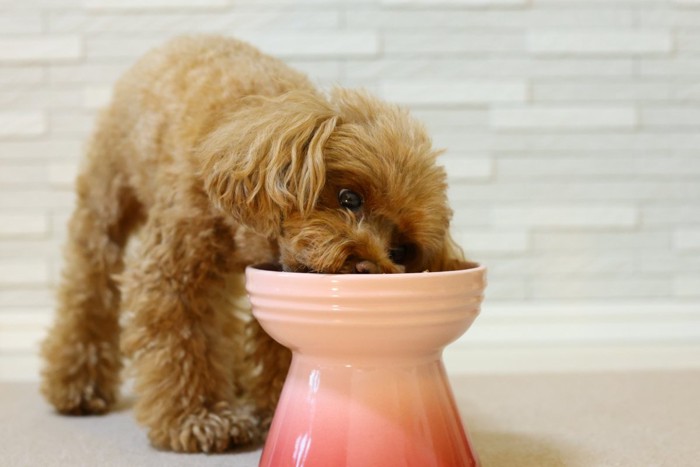 ご飯を食べる犬