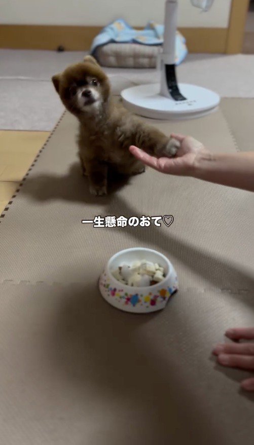 左前足を飼い主の手の上に乗せる犬