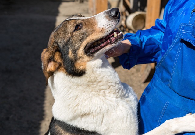 人を見上げている犬