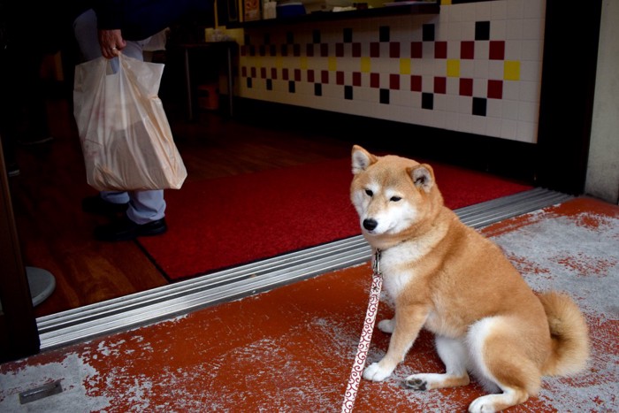 横座りをする柴犬