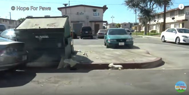 道路脇に横たわる犬