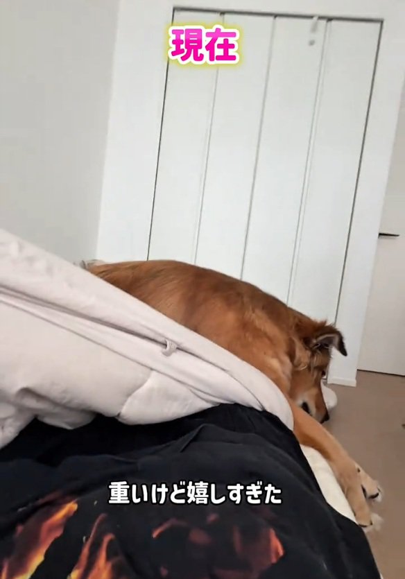 ママの上に乗って寝るラッキーくん