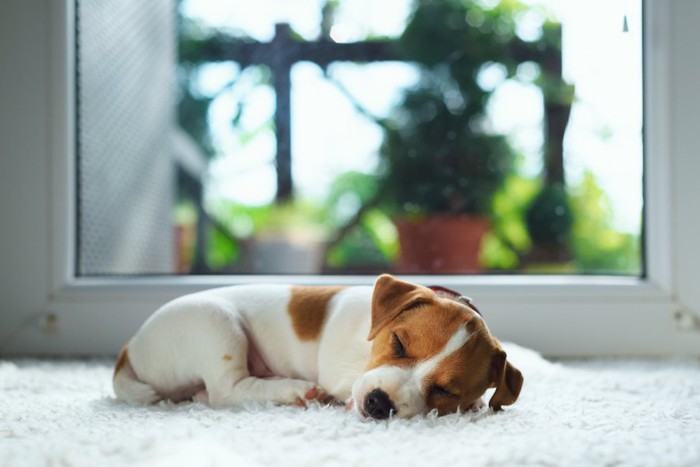 窓辺で眠るジャックラッセルテリアの子犬