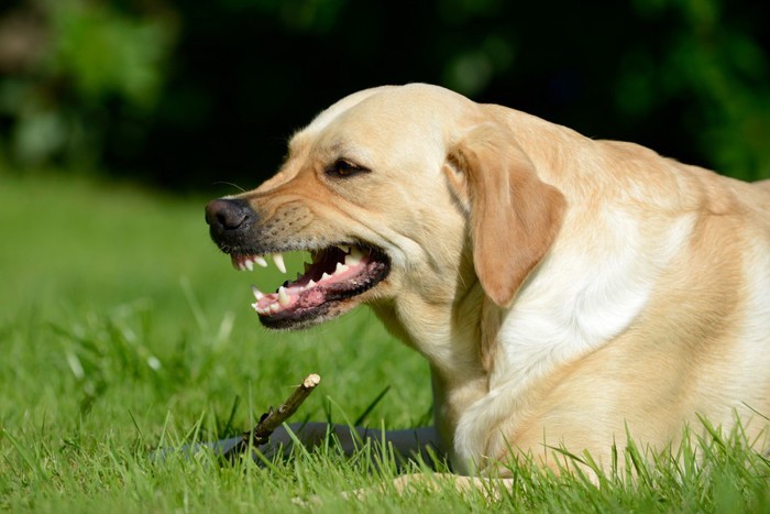 牙を見せる犬