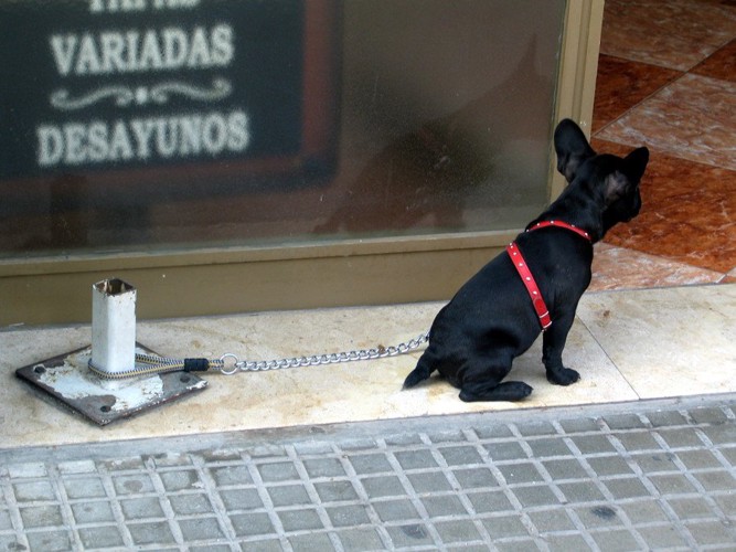 外に繋がれている犬