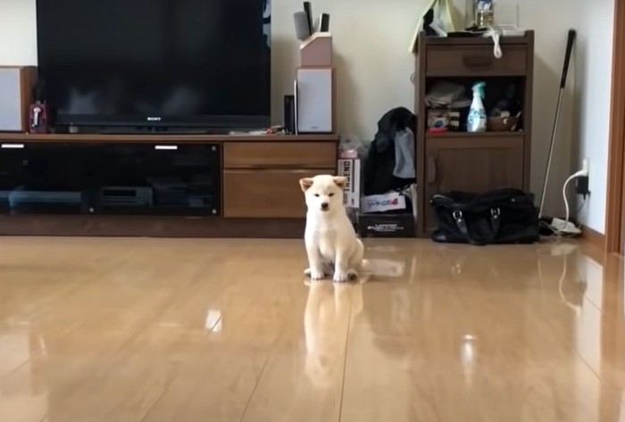 遠くに座る犬