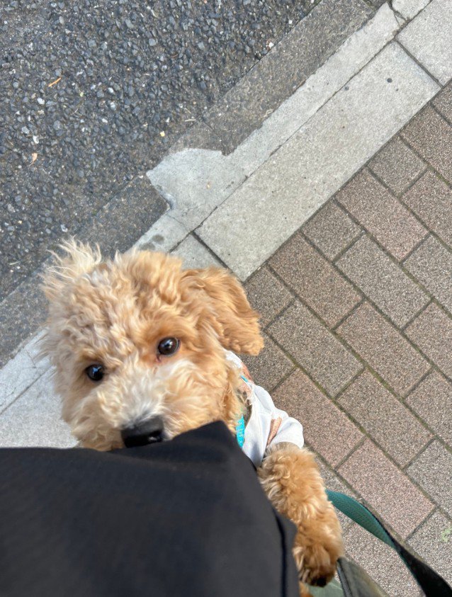 バイクの音を怖がるたむ君