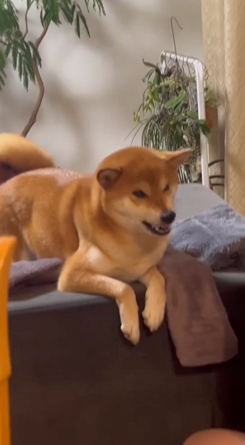 鼻にシワを寄せる犬