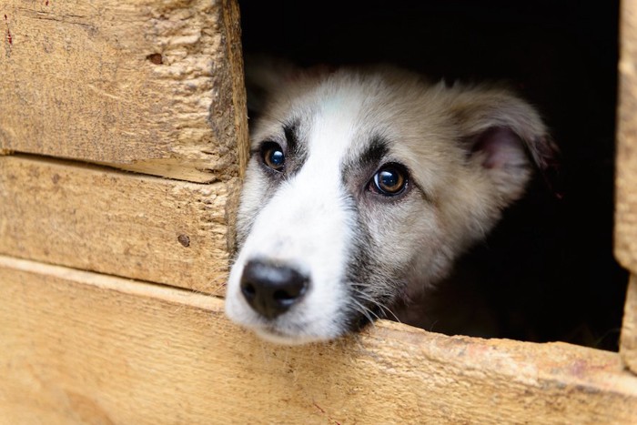 木箱の中から顔を出す犬