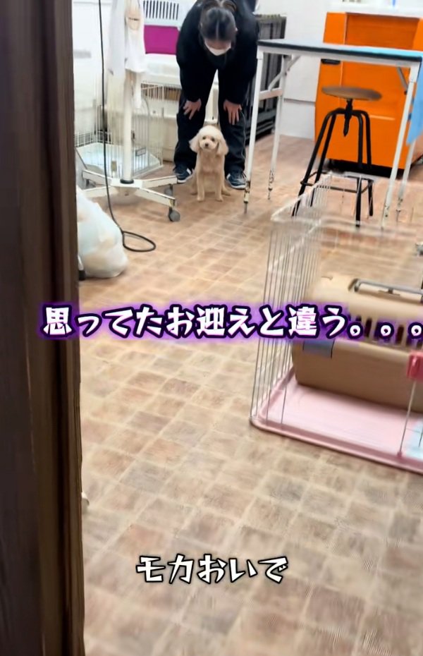 動かないモカちゃん