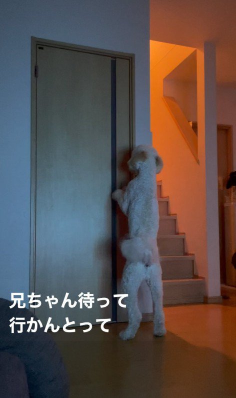 ますお君の人間のような行動