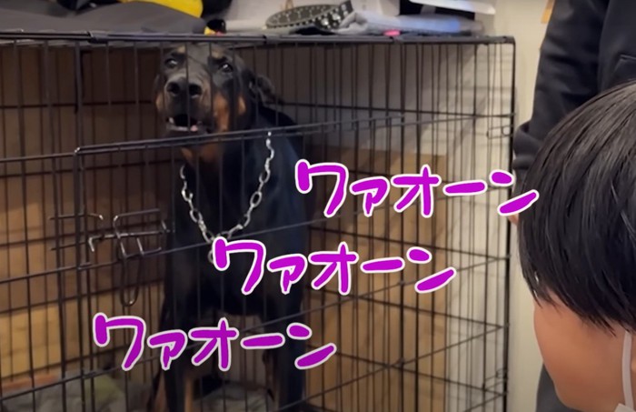 吠え続ける犬