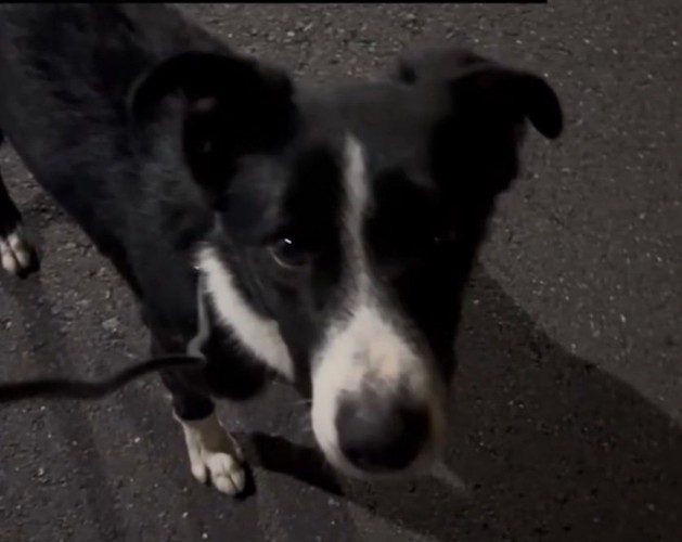 ボーダーコリー