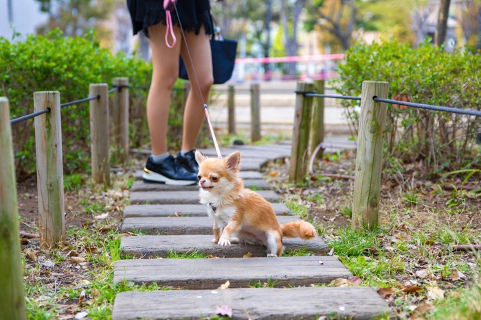 飼い主の足元とチワワ、お散歩中