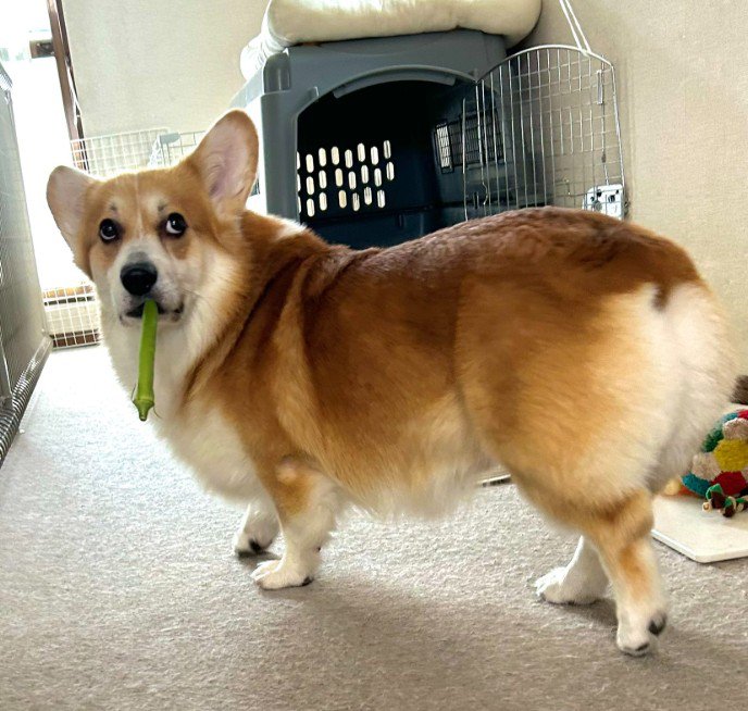 オクラを盗んで怒られた時の表情