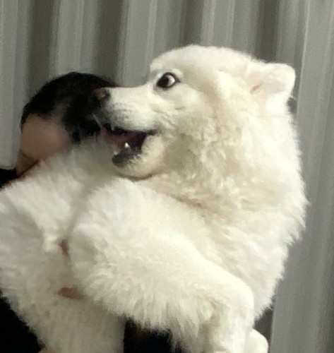 驚き