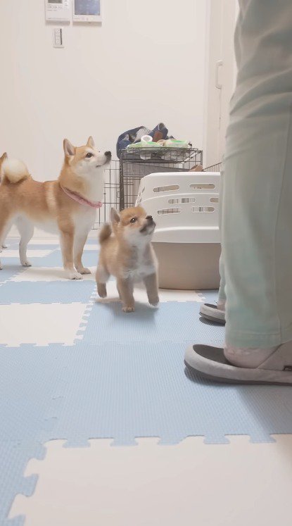 飼い主を見上げる子犬