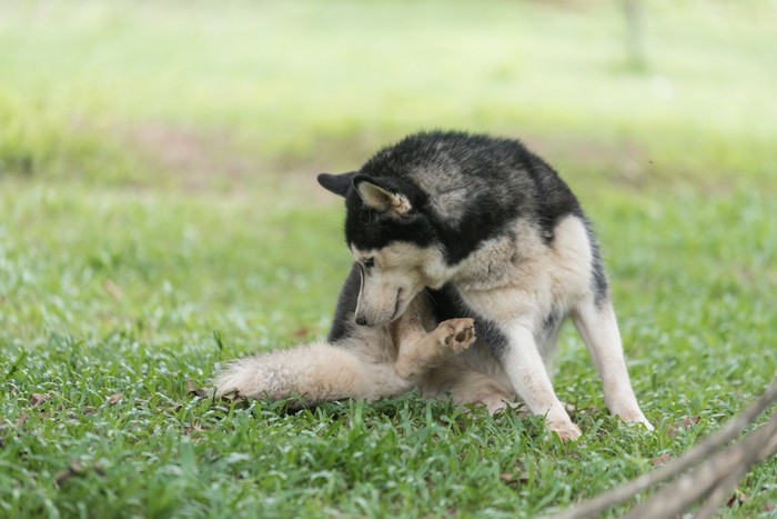 尻尾を気にするハスキー犬