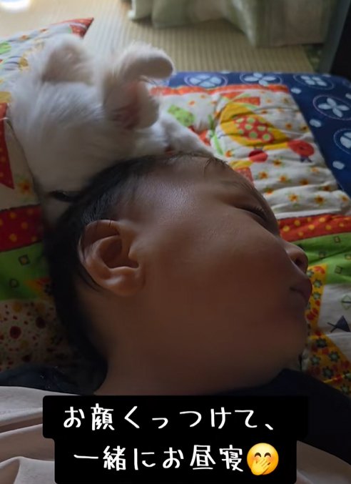 寄り添って眠る小型犬と赤ちゃん
