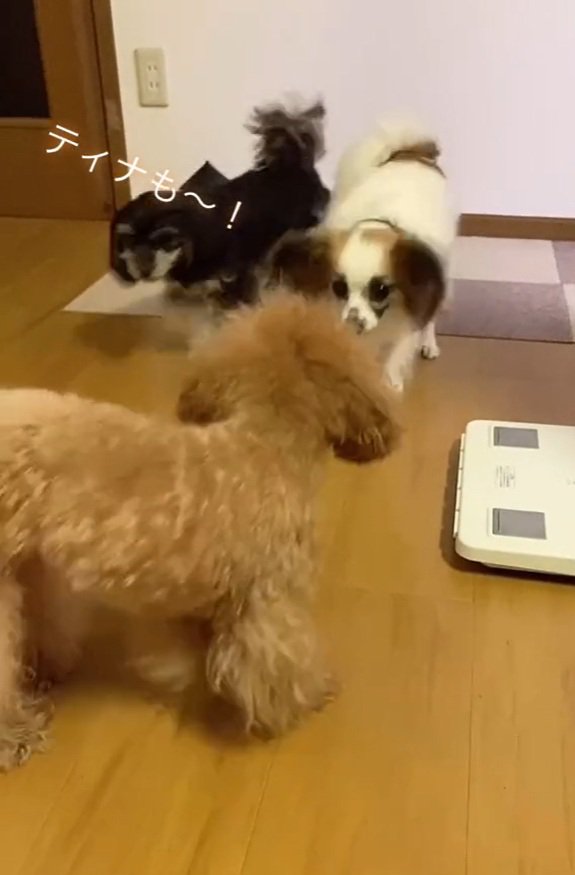 ティナちゃんの登場