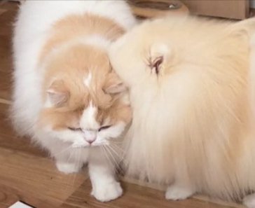 愛が
